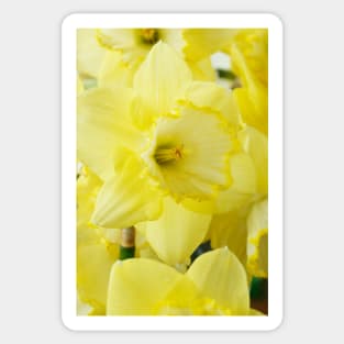 Narcissus  &#39;Saint Patrick&#39;s Day&#39;   Division 2 Large-cupped Daffodil Sticker